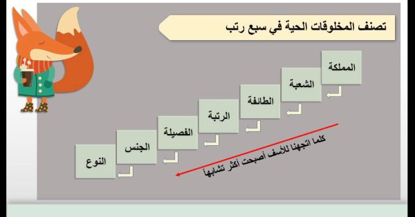 ⁦تصنيف المخلوقات الحية⁩ - الصورة ⁦4⁩