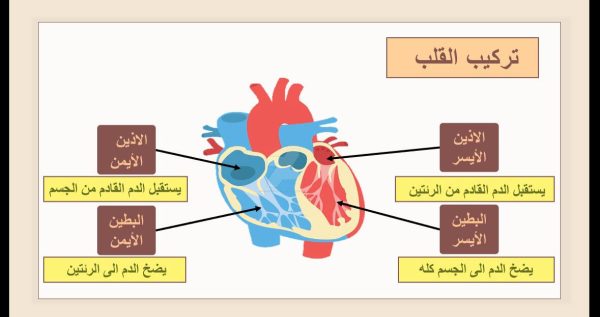 ⁦جهاز الدوران ( جديد )⁩ - الصورة ⁦12⁩