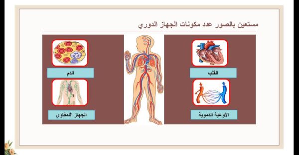 ⁦جهاز الدوران ( جديد )⁩ - الصورة ⁦5⁩