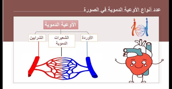 ⁦جهاز الدوران ( جديد )⁩ - الصورة ⁦6⁩