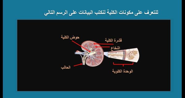 ⁦الجهاز الاخراجي ( جديد )⁩ - الصورة ⁦6⁩