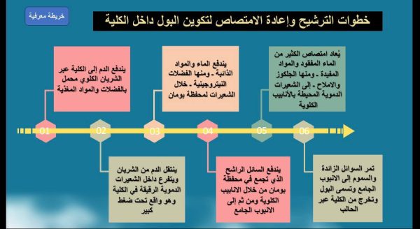 ⁦الجهاز الاخراجي ( جديد )⁩ - الصورة ⁦8⁩