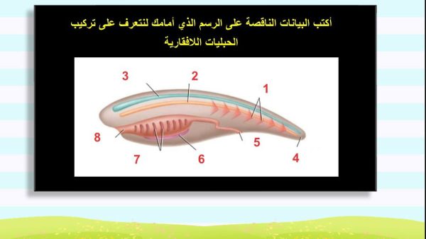 ⁦اللافقاريات الحبلية⁩ - الصورة ⁦2⁩