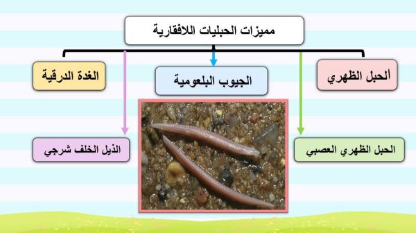 ⁦اللافقاريات الحبلية⁩ - الصورة ⁦3⁩