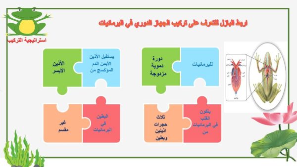 ⁦البرمائيات⁩ - الصورة ⁦6⁩