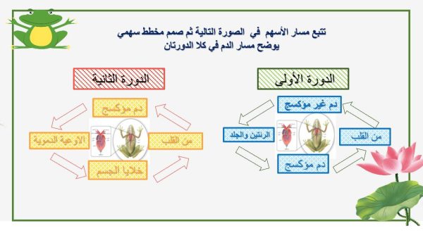 ⁦البرمائيات⁩ - الصورة ⁦7⁩