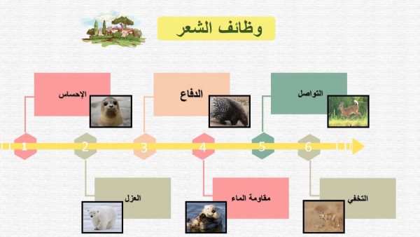 ⁦خصائص الثدييات⁩ - الصورة ⁦5⁩