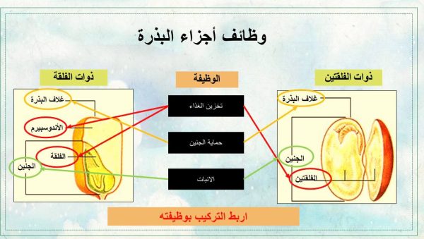 ⁦النباتات الوعائية البذرية⁩ - الصورة ⁦4⁩