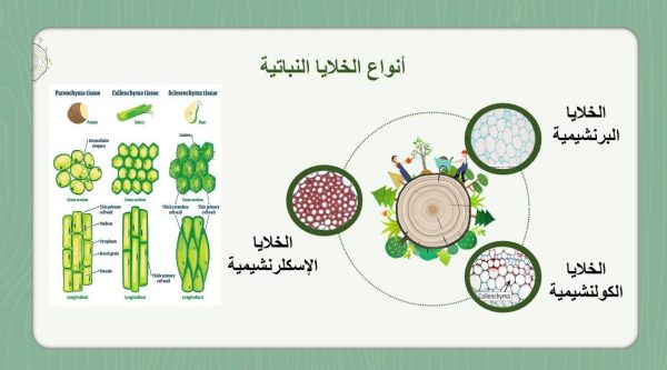 ⁦خلايا النبات وأنسجته⁩ - الصورة ⁦5⁩