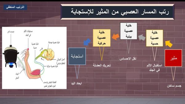 ⁦الجهاز العصبي ( جديد )⁩ - الصورة ⁦4⁩