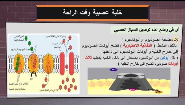 ⁦الجهاز العصبي ( جديد )⁩ - الصورة ⁦6⁩