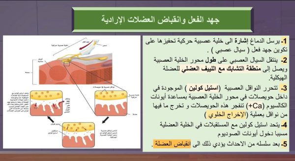 ⁦الجهاز العصبي ( جديد )⁩ - الصورة ⁦7⁩