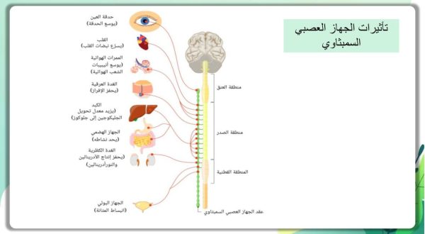 ⁦تنظيم الجهاز العصبي ( جديد )⁩ - الصورة ⁦8⁩