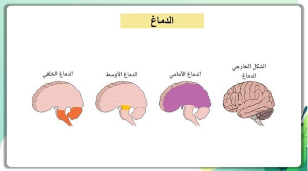 ⁦تنظيم الجهاز العصبي ( جديد )⁩ - الصورة ⁦7⁩