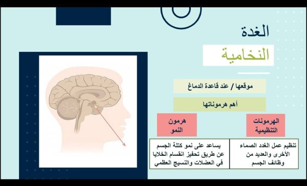 ⁦جهاز الغدد ( جديد )⁩ - الصورة ⁦3⁩