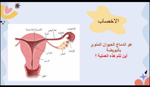 ⁦مراحل نمو الجنين ( جديد )⁩ - الصورة ⁦3⁩