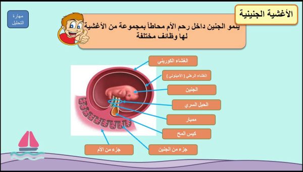 ⁦مراحل نمو الجنين ( جديد )⁩ - الصورة ⁦7⁩