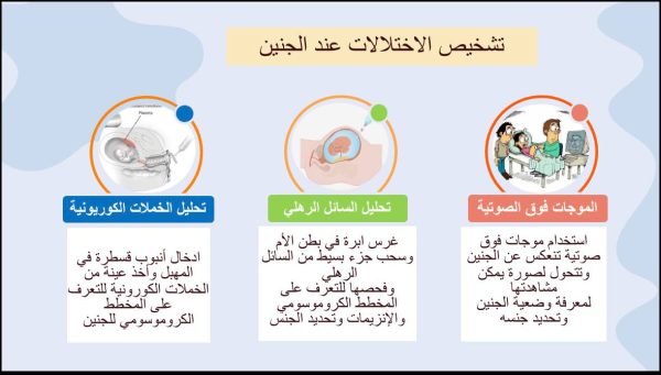 ⁦مراحل نمو الجنين ( جديد )⁩ - الصورة ⁦10⁩