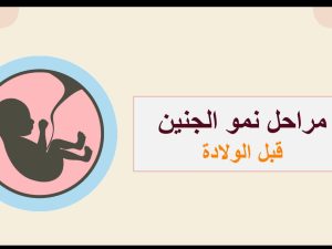 مراحل نمو الجنين ( جديد )
