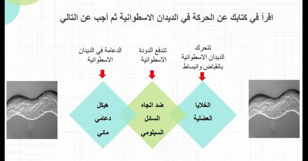 ⁦الديدان الاسطوانية⁩ - الصورة ⁦5⁩