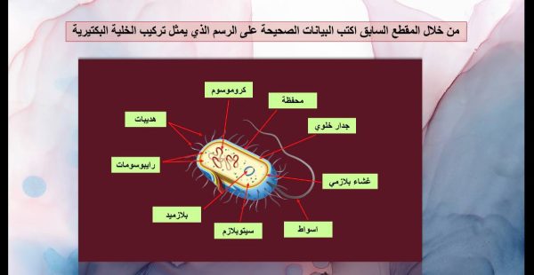 ⁦البكتيريا⁩ - الصورة ⁦4⁩