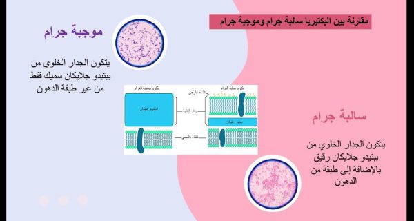 ⁦البكتيريا⁩ - الصورة ⁦5⁩