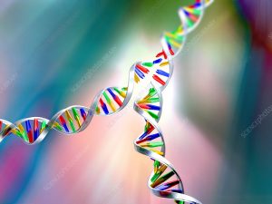 تضاعف DNA ( جديد )