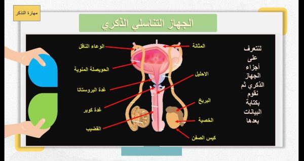 ⁦جهاز التكاثر ( جديد )⁩ - الصورة ⁦4⁩