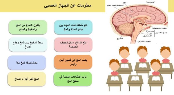 ⁦تنظيم الجهاز العصبي ( جديد )⁩ - الصورة ⁦4⁩