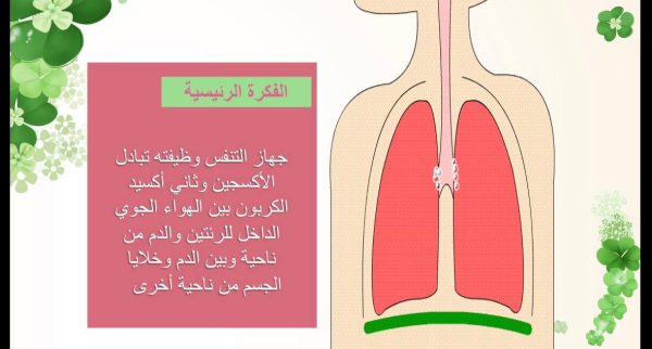 ⁦الجهاز التنفسي⁩ - الصورة ⁦4⁩