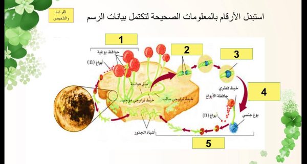 ⁦تنوع الفطريات⁩ - الصورة ⁦4⁩