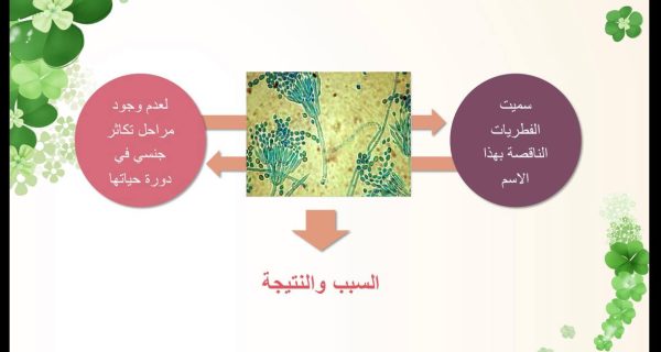 ⁦تنوع الفطريات⁩ - الصورة ⁦5⁩