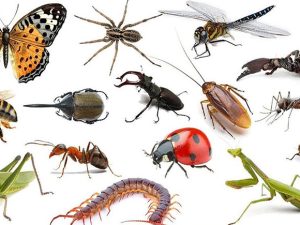 تنوع المفصليات