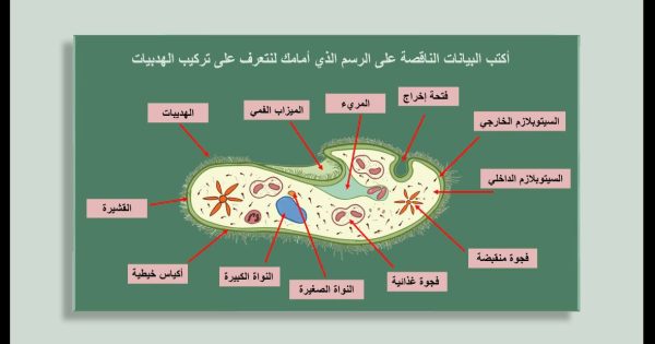 ⁦تنوع الطلائعيات⁩ - الصورة ⁦4⁩