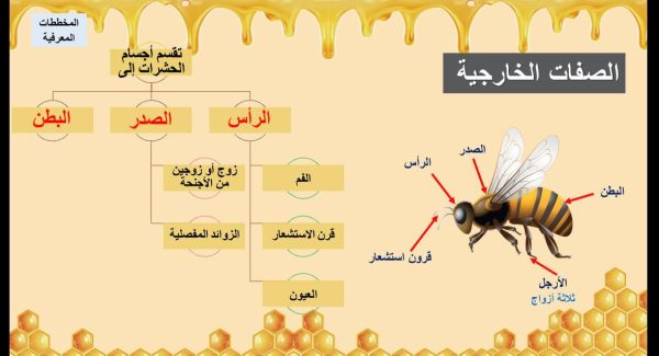 ⁦الحشرات واشباهها⁩ - الصورة ⁦4⁩