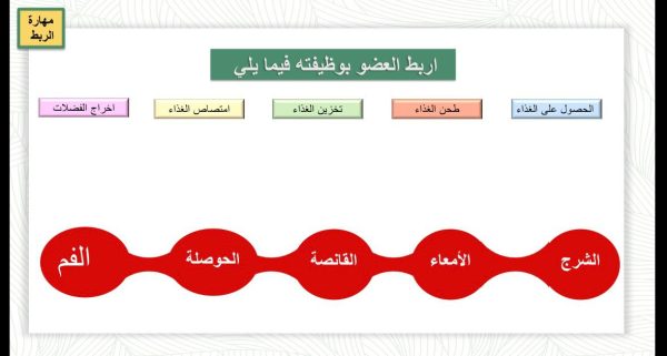 ⁦الديدان الحلقية⁩ - الصورة ⁦4⁩