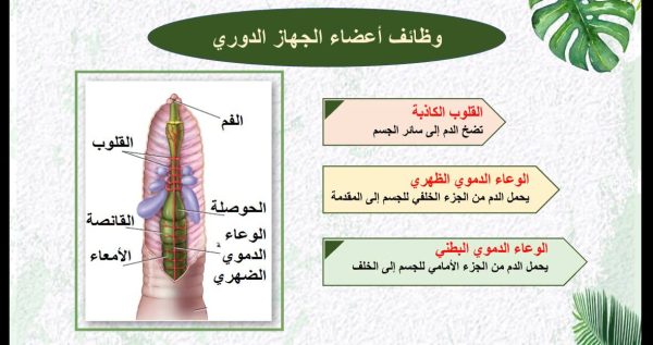 ⁦الديدان الحلقية⁩ - الصورة ⁦5⁩