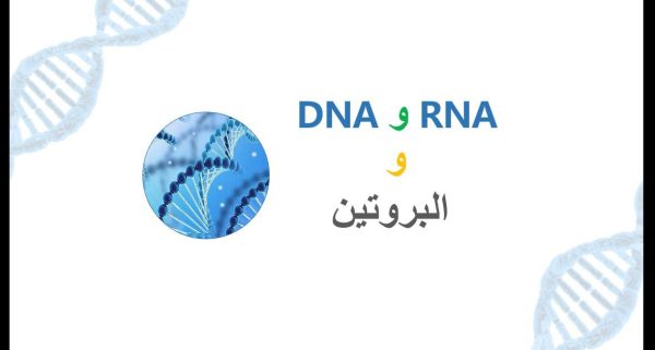 ⁦DNA و RNA و البروتين ( جديد )⁩ - الصورة ⁦2⁩