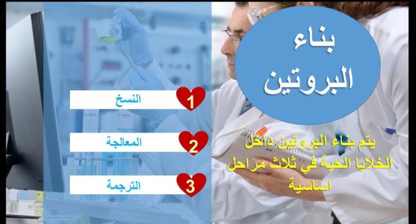 ⁦DNA و RNA و البروتين ( جديد )⁩ - الصورة ⁦5⁩