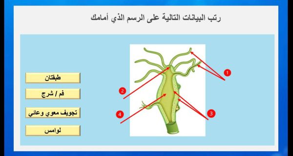 ⁦اللاسعات⁩ - الصورة ⁦3⁩