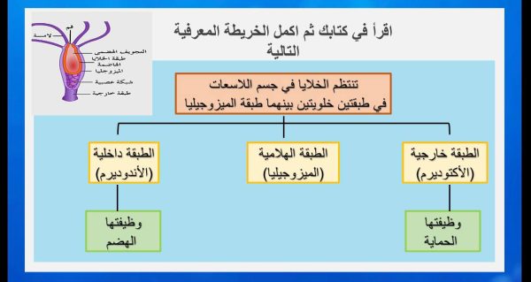 ⁦اللاسعات⁩ - الصورة ⁦4⁩