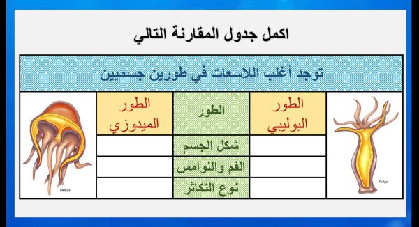 ⁦اللاسعات⁩ - الصورة ⁦5⁩