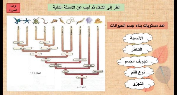 ⁦مستويات بناء الجسم⁩ - الصورة ⁦4⁩