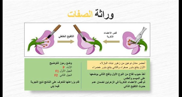 ⁦الوراثة المندلية ( جديد )⁩ - الصورة ⁦4⁩