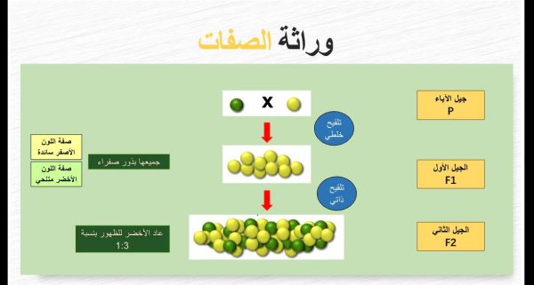 ⁦الوراثة المندلية ( جديد )⁩ - الصورة ⁦5⁩