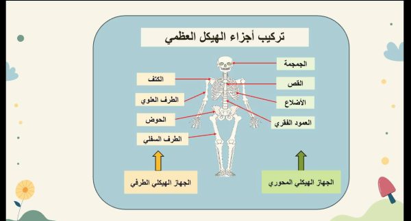 ⁦الجهاز الهيكلي ( جديد )⁩ - الصورة ⁦2⁩