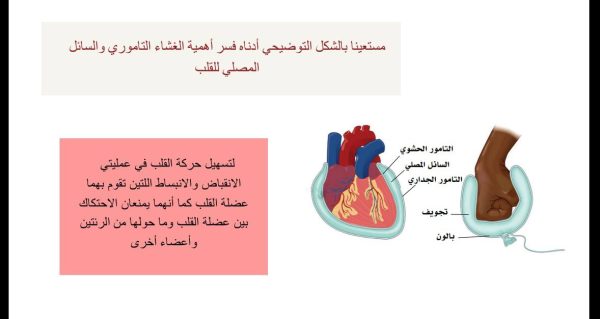 ⁦مكونات الجهاز الدوري والقلب⁩ - الصورة ⁦3⁩