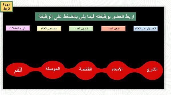 ⁦الهضم والاخراج والتنفس والدوران⁩ - الصورة ⁦5⁩