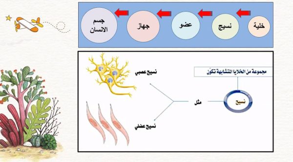 ⁦نظرية الخلية⁩ - الصورة ⁦6⁩