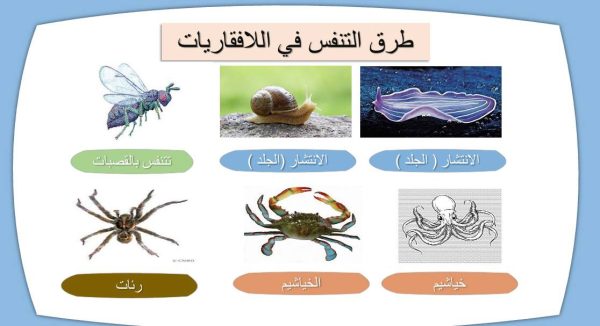 ⁦الهضم والاخراج والتنفس والدوران⁩ - الصورة ⁦6⁩